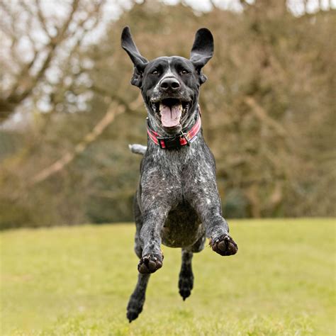 DOGS RUNNING | DOGS IN ACTION | ACTION PICTURES OF DOGS - Dog Photographer Lancashire - Cumbria ...