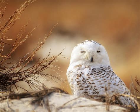 Snowy Owl Up Close Photograph by Vicki Jauron - Fine Art America