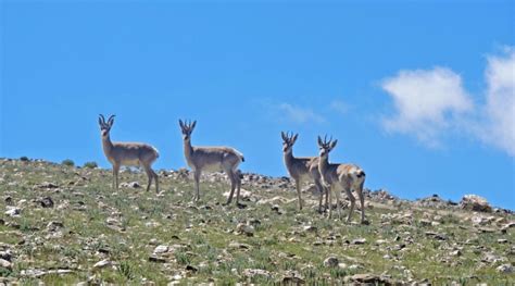 A Survey Of India's Tibetan Gazelle Population | Nature inFocus