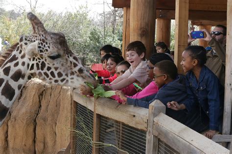 Giraffe Feeding | Dallas Zoo