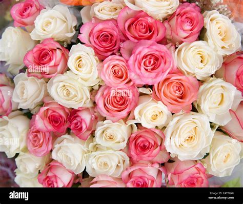 White and pink roses, close-up. Large bouquet of roses. Background of ...