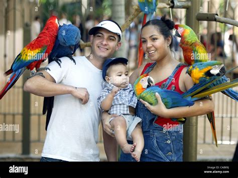 051704 -- Parrot Jungle Island in Miami features more than 500 species ...