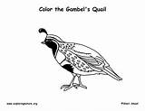 Quail Gambels Coloring Page sketch template
