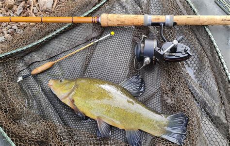 Tench Fishing - How and where to catch Tench - Fisheries.co.uk