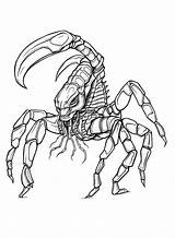 Scorpions Coloring Pages  Free Printable PDF JPG PNG & Online sketch template