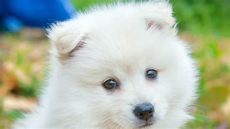 Cute White Puppy HD Animals Wallpapers | HD Wallpapers | ID #39957