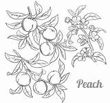 Peach Tree Coloring Page sketch template
