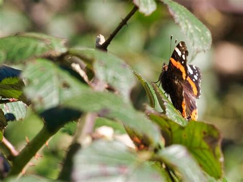 Premium Photo | Red admiral butterfly uk