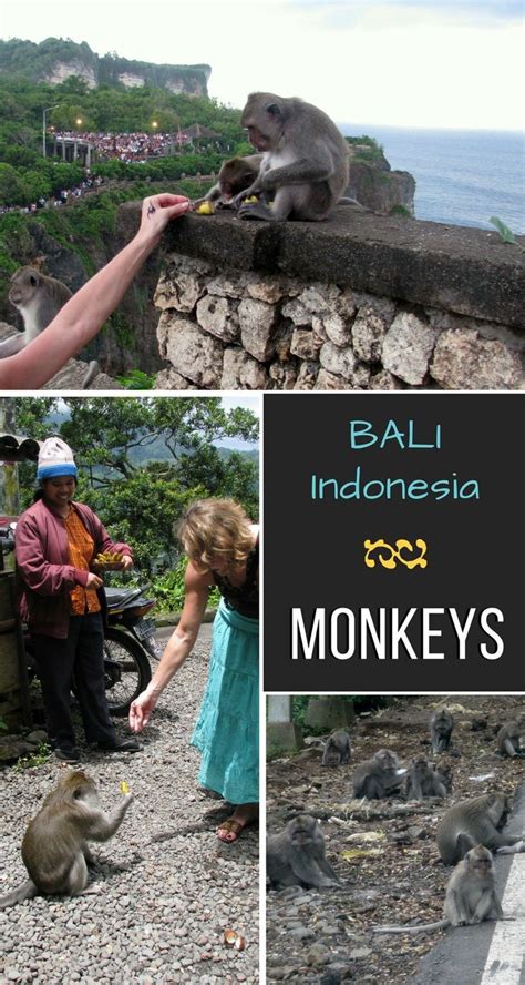 Monkeys in Bali - Glimpses of the World | Travel destinations asia ...