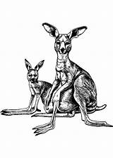 Mother Kangaroo And Baby Coloring Page · Creative Fabrica sketch template
