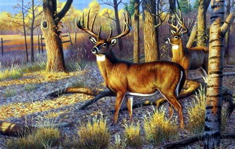 Artist Cynthie Fisher Unframed Whitetail Deer Print Beanfield Buck | Whitetail deer pictures ...