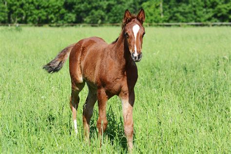 Tips for Foaling Season: Preparing for Your New Foal