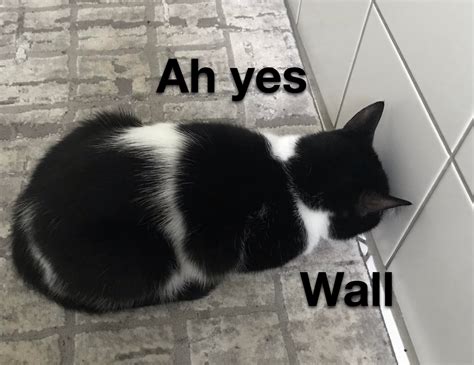 My cat is smart : r/memes