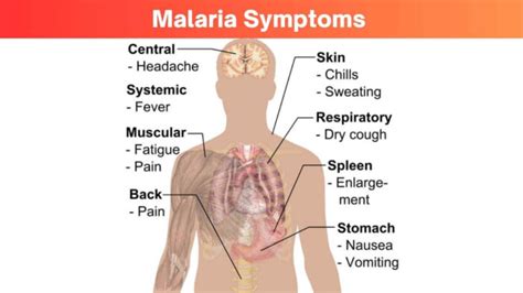 Unveiling The Silent Threat: 7 Malaria Symptoms & How To Protect ...