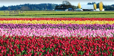 Skagit Valley Tulip Festival photo travel and tours gallery