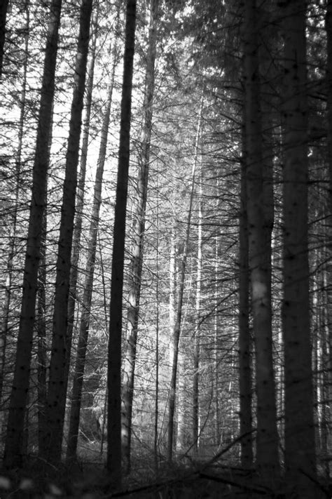 A Moonlit Forest Photograph by Georgia Fowler