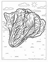 Lettuce Coloring Pages sketch template