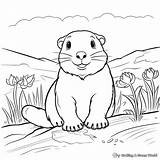 Gopher Coloring Pages  Free & Printable sketch template