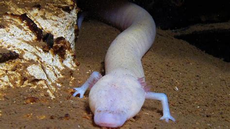 One blind aquatic salamander may have sat mostly still for 7 years | Science News