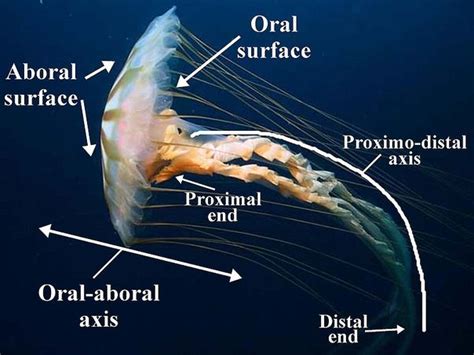 True Jellyfish - NatureGlo's eScience Invertebrates Virtual Library