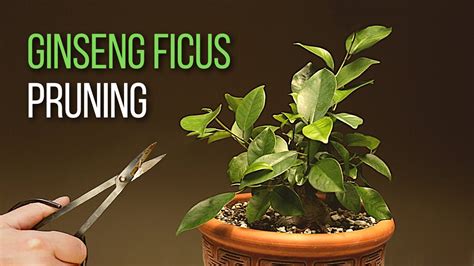 Ginseng Ficus bonsai pruning: A year into the development of my Ficus microcarpa bonsai - YouTube