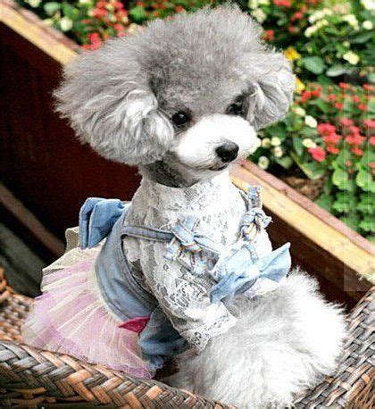 Adorable Grey Poodle | Poodle puppy, Cute baby animals, Poodle dog