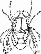 Dibujo De Ilustración Una Mosca Para Colorear  Dibujos sketch template