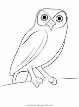 Owl Coloring Printable sketch template