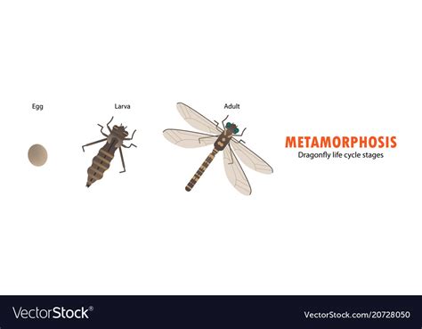 Dragonfly life cycle metamorphosis Royalty Free Vector Image