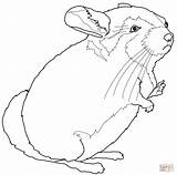 Chinchilla Coloring Page At GetColoringscom  Free Printable Colorings sketch template