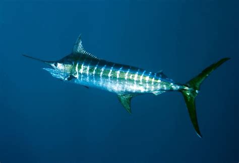 Atlantic blue marlin - Alchetron, The Free Social Encyclopedia