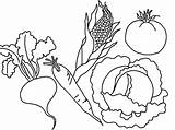 Vegetable Coloring Pages  Best For Kids sketch template