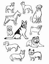 Dog Breeds Coloring Page Download Printable PDF  Templateroller sketch template