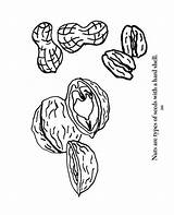Nuts Coloring Page At GetColoringscom  Free Printable Colorings Pages sketch template