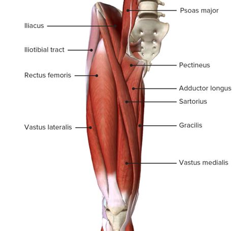 Thigh: Anatomy | Concise Medical Knowledge