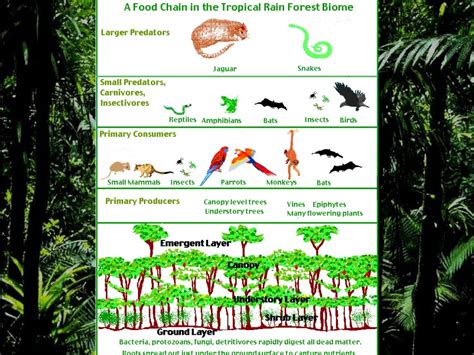 Terrestrial biomes