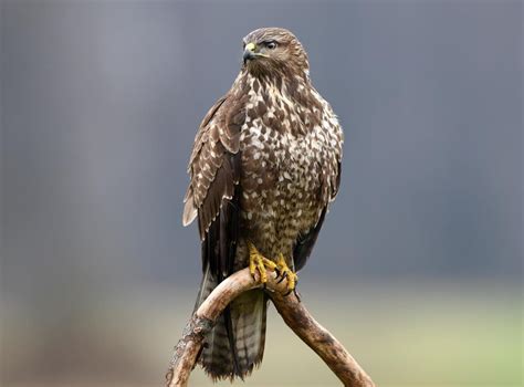 Illegal killings of Scottish birds of prey doubles in a year | The Independent | The Independent