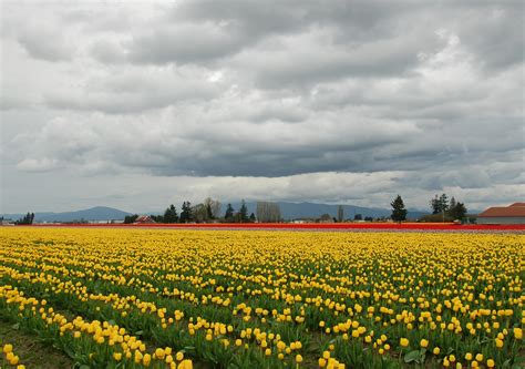 Skagit Valley Tulips – March 28, 2015 | OverSkagit.com