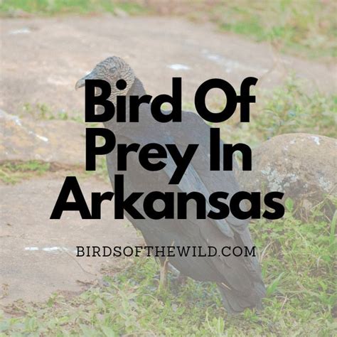 11 Birds Of Prey In Arkansas (With Pictures!) - Birds Of The Wild