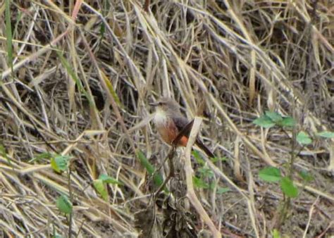 15 Facts About Ecuador's Vermilion Flycatcher | Storyteller Travel