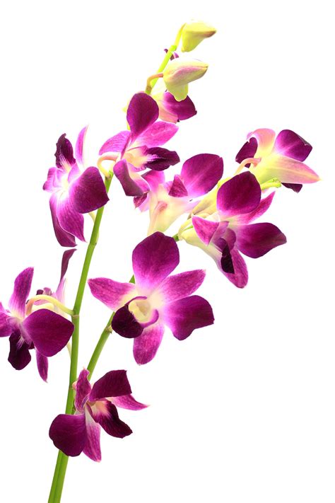 Dendrobium Orchid, Purple - Jacksonville Flower Market