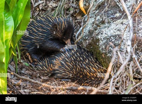 Echidna reproduction hi-res stock photography and images - Alamy