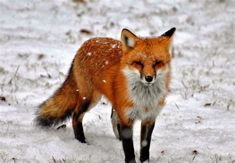 North American Red Fox Animals | Interesting Facts & Latest Pictures ...