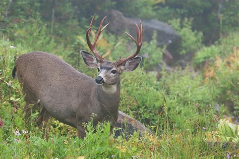 Black-tailed Deer Buck Photograph by Ken Archer - Pixels