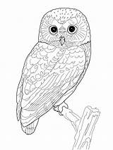OWL Coloring Pages For Adults Free Detailed Owl  adult sketch template