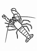 20  Crawfish Coloring Pages Free Printable PDF & Online sketch template