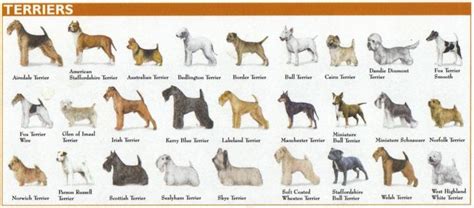 terrier group | Purebred dogs, Dog breed names, Dog breeds chart