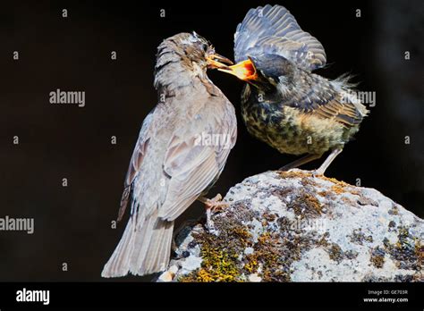 Redwing Feeding young Stock Photo - Alamy