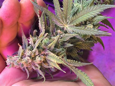 OG 24K (BSF Seeds) :: Cannabis Strain Info