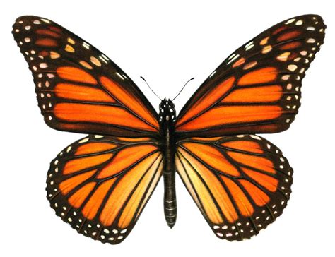 Monarch Butterfly painting by Judy Unger Monarch Butterfly Tattoo, Butterfly Drawing, Butterfly ...